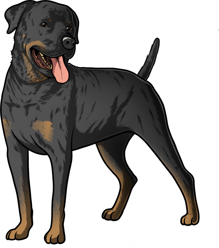 Rottweiler Dog Illustration